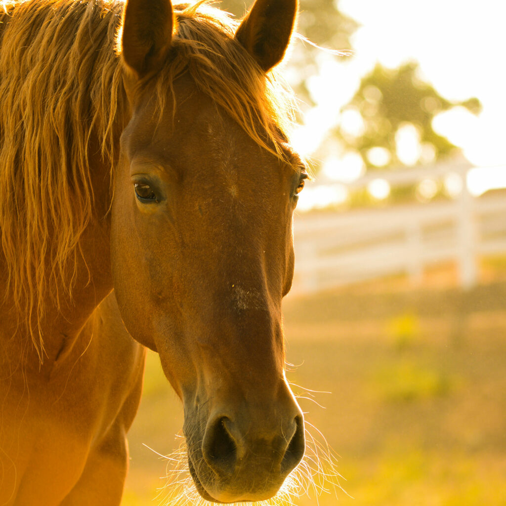 Gesunder Boden – gesunde Pferde