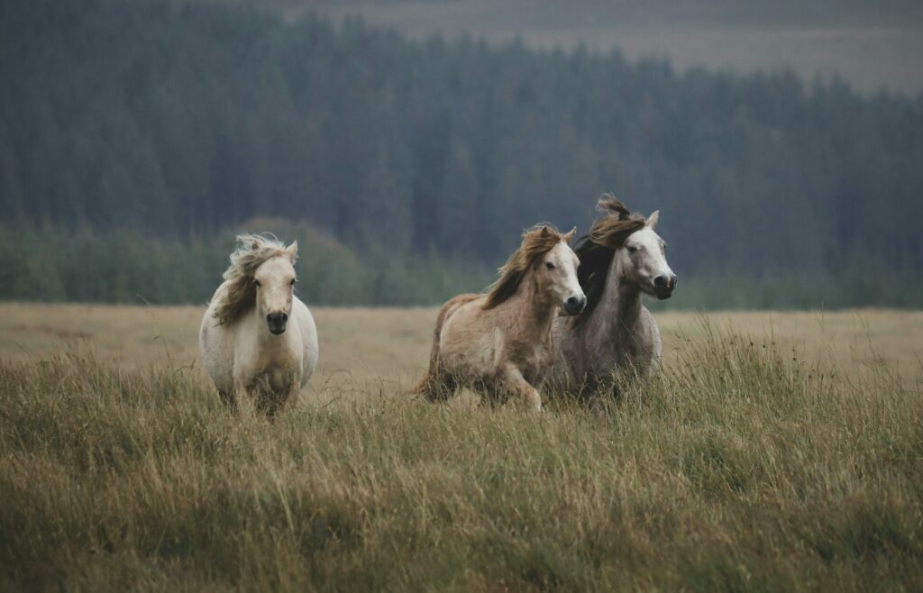 Drei Pferde traben über eine Weidefläche mit hohem Gras