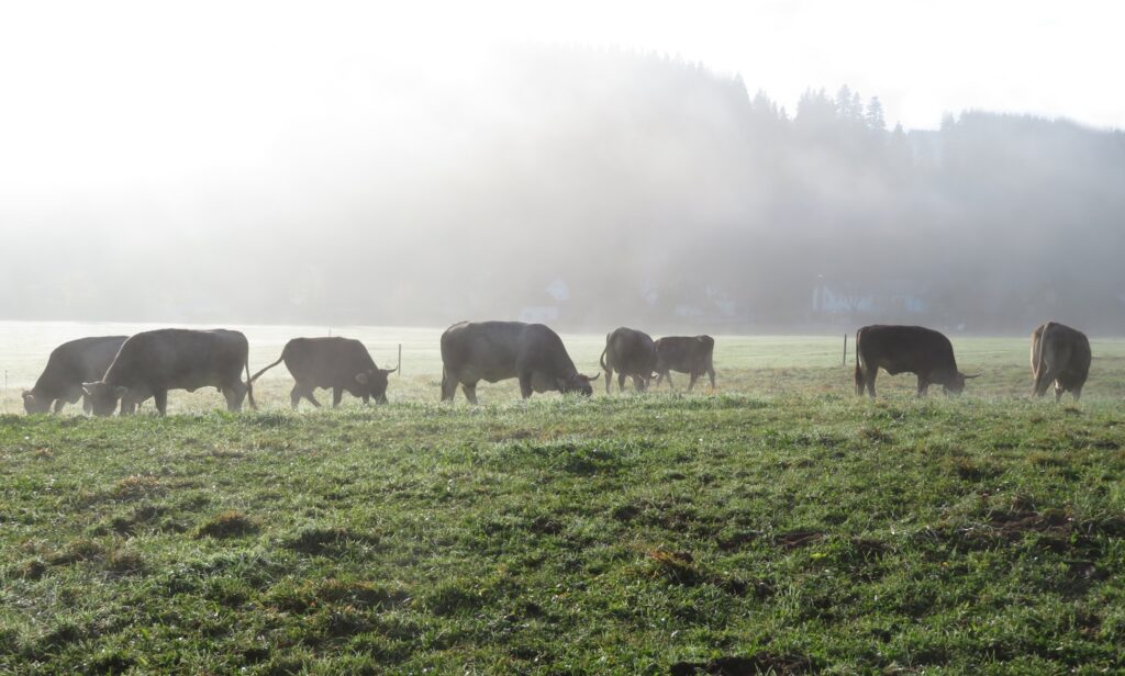 Kuhherde auf der Weide im Morgennebel