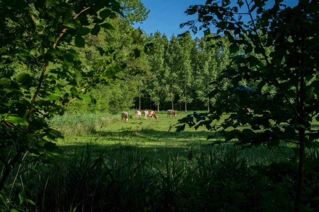 Kühe auf der Weide mit Bäumen im Vorder- und Hintergrund