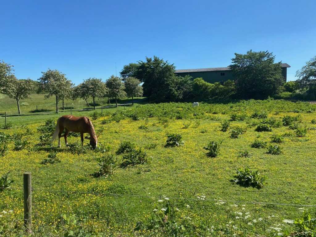 Zwei Pferde auf überweidetem Grasland, das von Hahnenfuss und Ampfer dominiert wird.